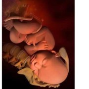 79天婴儿发育标准,怀孕79天的胎儿图片