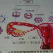 如何给孩子讲述生命孕育的过程,胎儿受精发育过程视频讲解