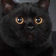 纯黑色的猫，代表什麽,孕期梦见黑猫是男孩女孩