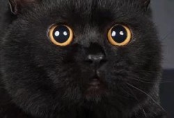纯黑色的猫，代表什麽,孕期梦见黑猫是男孩女孩
