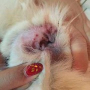 孕期耳朵痒是怎么回事（狗狗耳朵痒）