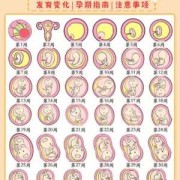 孕期有看A（孕期有看过几次小黄会胎停吗）