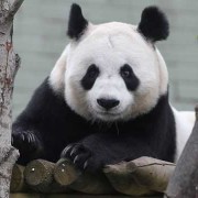 痛苦的孕期（熊猫怀孕为什么会痛苦）