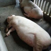 母猪怀孕多少天肚子大,孕期肚子什么时候变大变硬