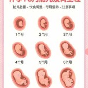 胎儿在肚子里266天（怀孕两周是多久）