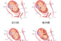 36周娃多大算正常,怀孕36周胎儿发育情况如何