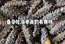 怀孕期可以吃海参吗（怀孕期间能吃海参吗？我看同事买了好多海参，这么补可以吃的吗）