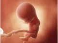 怀孕11周胎儿有多大图片（怀孕11周胎儿有多大图片欣赏）