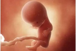 怀孕11周胎儿有多大图片（怀孕11周胎儿有多大图片欣赏）