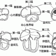 胎儿心脏异常孕期表现（怀孕七个月胎儿心脏室间隔穿隔血流怎么回事）