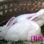 兔子怀孕期（兔子怀孕期间吃什么）