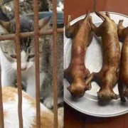 猫肉可以食用吗,孕期吃猫肉有影响吗