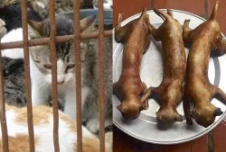 猫肉可以食用吗,孕期吃猫肉有影响吗