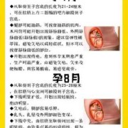 人类的生育过程,孕期过程1-10月图片