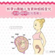 孕期示意图（孕妇示意图）