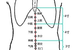 曲骨穴的作用,孕期耻骨的位置图片