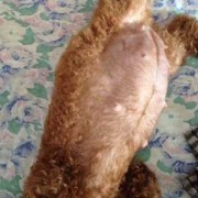 泰迪孕期（泰迪怀孕症状）