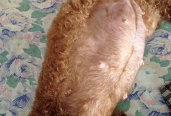 泰迪孕期（泰迪怀孕症状）