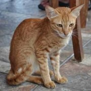 孕期脸变瘦（猫咪怀孕很瘦怎么办）