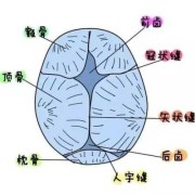 胎儿颅骨是什么意思（婴儿头上的信子是什么）