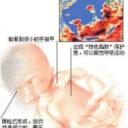 孕20周是几个月,二十周的胎儿有多大图片