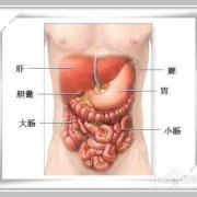 胎儿胆囊稍大（胎儿胆囊偏小的原因）