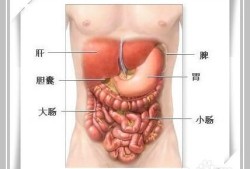 胎儿胆囊稍大（胎儿胆囊偏小的原因）