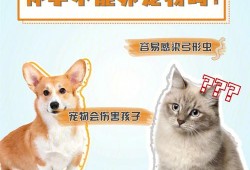 孕期能养宠物吗（孕期能养宠物吗）