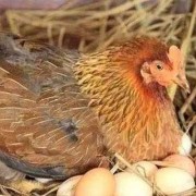 鸡的孕期（孕妇吃公鸡还是母鸡好）