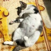 猫咪怀孕不显肚子正常吗,孕期不显肚子的穿搭
