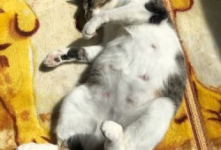 猫咪怀孕不显肚子正常吗,孕期不显肚子的穿搭