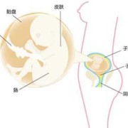 20周胎儿多重（孕20周胎儿在哪个位置）