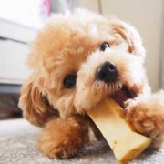 怀孕泰迪挑食的解决方法,孕期挑食严重怎么办