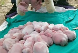兔子下崽后母兔会自己照顾它吗,胎儿可下容易早产吧