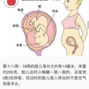 怀孕三十周，宝宝在肚子一直动怎么回事,18周胎儿在肚子里干什么