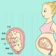 孕30周以后胎儿会睡觉和醒来吗,怀孕30周胎儿位置图