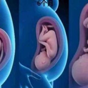 怀孕六个多月胎儿视频（怀孕六个多月胎儿视频）