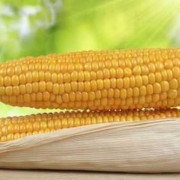 孕期吃玉米好吗（怀孕血糖高可以吃玉米吗）