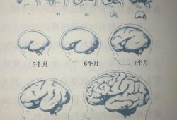 怀孕35周胎儿发育情况（早产儿多久脑部发育正常）
