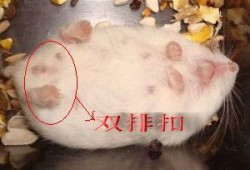 仓鼠孕期（仓鼠怀孕特征）