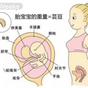 7周胎儿有多大（怀孕7周胎儿有多大）