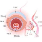 胎儿第四周（胎儿第四周发育什么）
