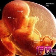 孕五个半月胎儿图（孕五个半月胎儿图片）