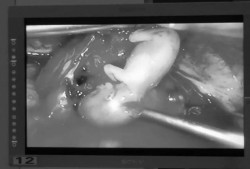 怀孕三个月胎儿图片（母牛怀孕三个月胎儿图片）