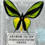 孕期梦见黄瓜（庄公梦蝴蝶是怎么回事）