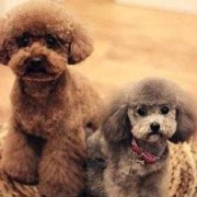孕期有抽搐（怀孕一个月的泰迪突然抽搐）