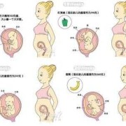 宝宝在肚子里几个月长头发,胎儿长头发在几个月停止生长