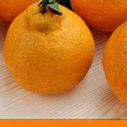 9月份上市的丑橘能吃吗,孕期吃丑橘的功效与作用