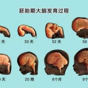 胎儿大脑发育（胎儿大脑发育是几个月）