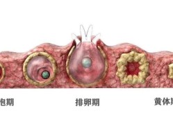 什么是黄体破裂,孕期黄体破裂是怎么回事